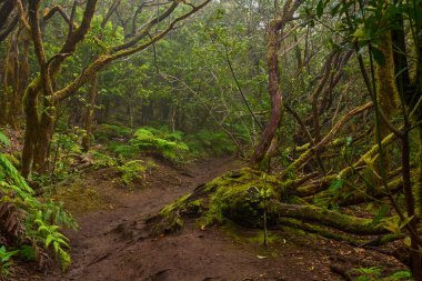 Mossy branches over a forest trail in the dense laurisilva woods of Anaga
