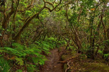 Anaga 'nın yoğun laurisilva ormanlarındaki bir orman yolu üzerinde yosun kaplı dallar.