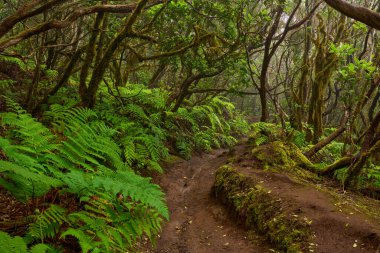 Daytime view of twisting branches over a forest trail in the dense laurisilva woods of Anaga