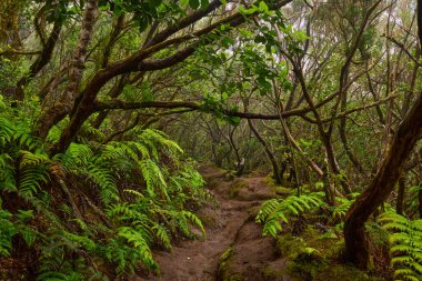 Anaga 'nın yoğun laurisilva ormanlarındaki bir orman yolu üzerinde yosun kaplı dallar.