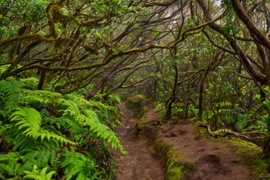 Mossy branches over a forest trail in the dense laurisilva woods of Anaga