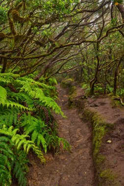 Daytime view of twisting branches over a forest trail in the dense laurisilva woods of Anaga