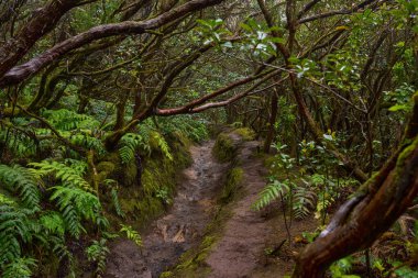 Mossy branches over a forest trail in the dense laurisilva woods of Anaga