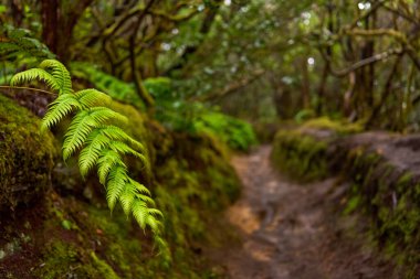 Anaga 'nın yoğun laurisilva ormanlarındaki bir orman yolu üzerinde yosun kaplı dallar.
