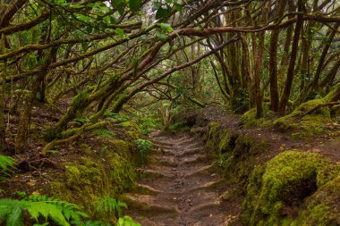 Ancient stone steps carved into a forest trail in the subtropical laurisilva of Anaga, Tenerife