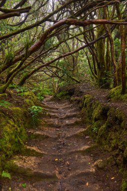 Antik Guanche yosunsu taş basamakları Anaga, Tenerife 'deki bir orman patikasına oyulmuş.