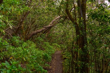 Mossy branches over a forest trail in the dense laurisilva woods of Anaga