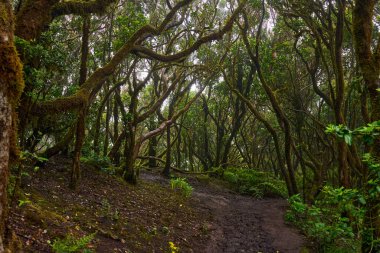 Daytime view of twisting branches over a forest trail in the dense laurisilva woods of Anaga