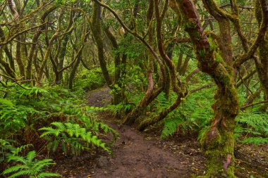 Mossy branches over a forest trail in the dense laurisilva woods of Anaga