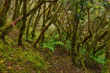 Yosun kaplı kıvrımlı ağaçlar ve yoğun yeşil eğreltiotları Anaga 'nın Laurisilva ormanında dar bir patikayı çevreleyen