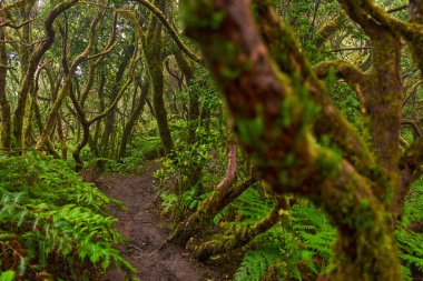 Yosun kaplı kıvrımlı ağaçlar ve yoğun yeşil eğreltiotları Anaga 'nın Laurisilva ormanında dar bir patikayı çevreleyen
