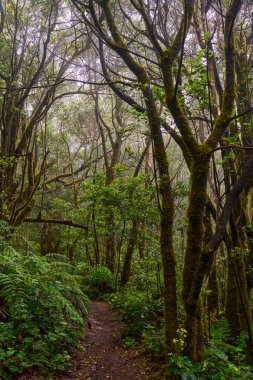 Twisting branches over a forest trail in the dense laurisilva woods of Anaga