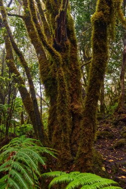 Anaga 'nın nemli lav ormanlarında ince ağaç gövdeleri boyunca dikey olarak büyüyen kalın yosunlar.