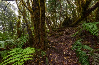 Anaga Laurisilva Ormanı 'ndaki yosun kaplı kökler ve karışık ağaçların arasından geçen çamurlu izler.