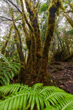 Laurel forest of Anaga surrounded by large ferns and dense green foliage