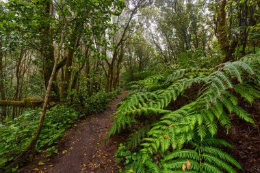 Anaga Laurisilva Ormanı 'ndaki yosun kaplı kökler ve karışık ağaçların arasından geçen çamurlu izler.