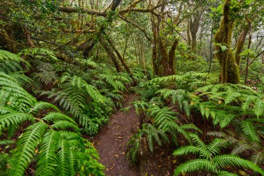 Büyük eğrelti otları ve yoğun yeşil yapraklarla çevrili Anaga defne ormanında kıvrılan yemyeşil bir patika.