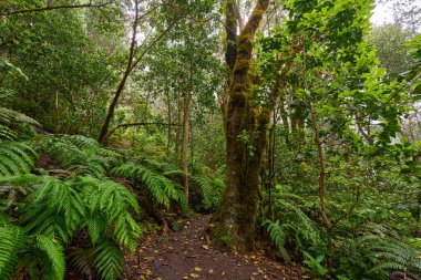 Laurel forest of Anaga surrounded by large ferns and dense green foliage
