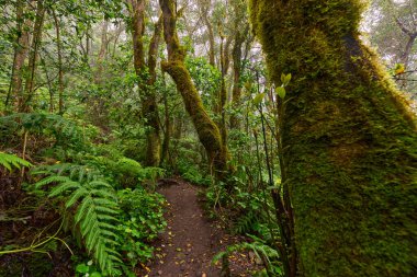Laurel forest of Anaga surrounded by large ferns and dense green foliage