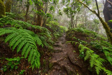 Antik Guanche yosunsu taş basamakları Anaga, Tenerife 'deki bir orman patikasına oyulmuş.
