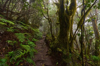 Ancient stone steps carved into a forest trail in the subtropical laurisilva of Anaga, Tenerife