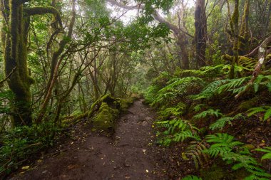 Daytime view of trail winding through laurel forest of Anaga surrounded by large ferns and dense green foliage
