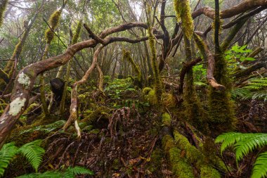 Anaga 'nın nemli laurisilva' sında bir orman yosun ağacının kıvrımlı dalları.
