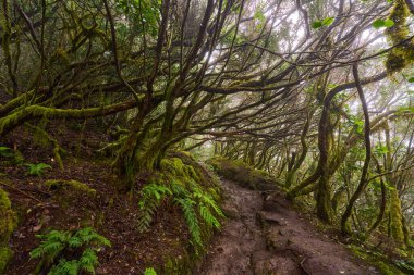 Muddy forest trail with twisted mossy trees at laurisilva of Anaga
