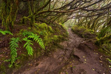 Daytime view of trail winding through laurel forest of Anaga surrounded by large ferns and dense green foliage