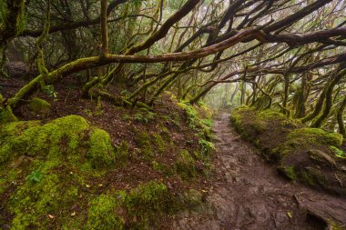 Muddy forest trail with twisted mossy trees at laurisilva of Anaga