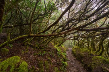 Twisted mossy branches in forest in laurisilva, Anaga