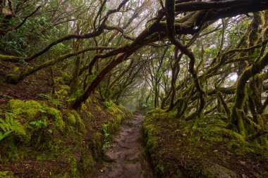 Daytime View of Twisted Mossy Branches Arching Above Muddy Forest Trail in Dense Laurisilva of Anaga