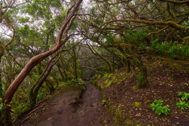 Muddy forest trail with twisted mossy trees at laurisilva of Anaga
