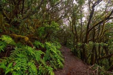 Laurel forest of Anaga surrounded by large ferns and dense green foliage