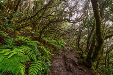 Daytime view of trail winding through laurel forest of Anaga surrounded by large ferns and dense green foliage
