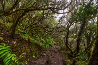 Daytime view of trail winding through laurel forest of Anaga surrounded by large ferns and dense green foliage