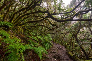 Büyük eğrelti otları ve yoğun yeşil yapraklarla çevrili Anaga defne ormanında kıvrılan yemyeşil bir patika.