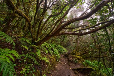 Twisted branches above forest trail in dense laurisilva of Anaga