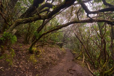 Muddy forest trail in the dense laurisilva of Anaga