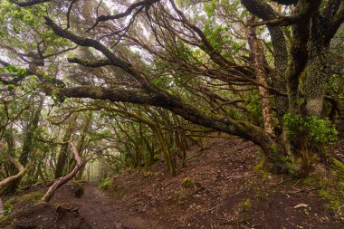 Mossy trees arching above a muddy forest trail in the dense laurisilva of Anaga