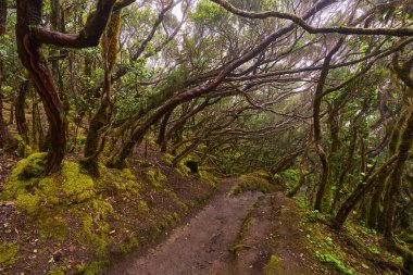 Twisted trees above muddy forest trail in laurisilva of Anaga
