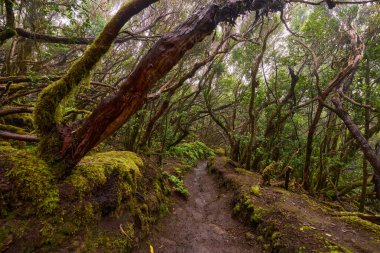 Twisted trees above muddy forest trail in laurisilva of Anaga