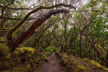 Twisted trees above muddy forest trail in laurisilva of Anaga