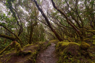 Twisted trees above muddy forest trail in laurisilva of Anaga