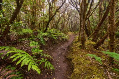 Mossy trees arching above a muddy forest trail in the dense laurisilva of Anaga