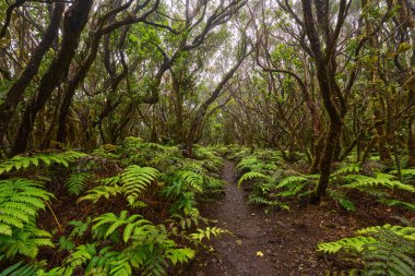 Daytime View of Twisted Mossy Branches Arching Above Muddy Forest Trail in Dense Laurisilva of Anaga