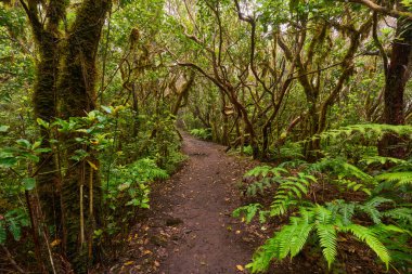Mossy trees arching above a muddy forest trail in the dense laurisilva of Anaga