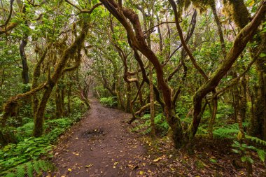 Muddy forest trail in the dense laurisilva of Anaga