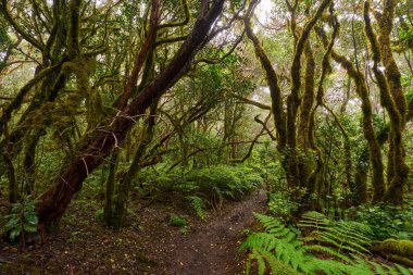 Twisted branches above forest trail in dense laurisilva of Anaga