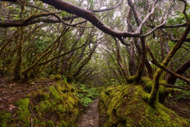 Mossy trees arching above a muddy forest trail in the dense laurisilva of Anaga